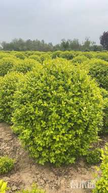 冠幅100厘米金叶女贞球