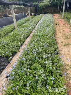 高度25厘米蓝雪花