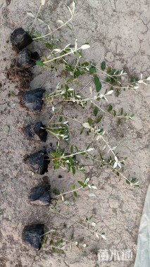 高度20厘米灌从石蚕