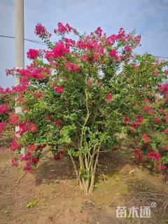 高度300厘米丛生红花紫薇
