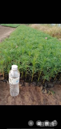 高度15厘米波斯菊