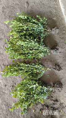 高度50厘米瓜子黄杨