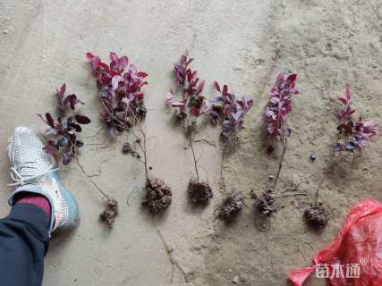 高度20厘米红花继木