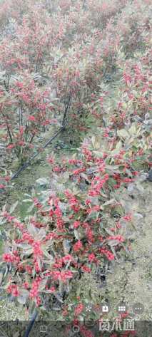 1.8公分北美冬青