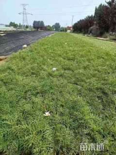 高度30厘米波斯菊