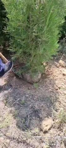 高度100厘米侧柏