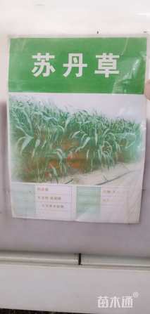 苏丹草种子