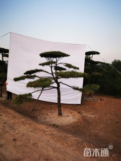 30公分造型松