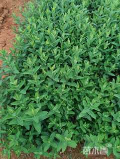 高度25厘米金丝桃