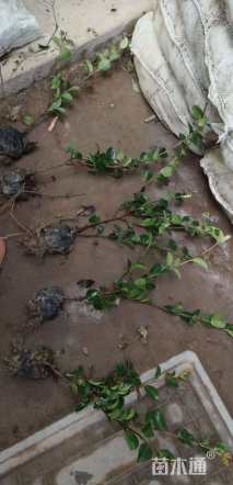 高度30厘米茶梅