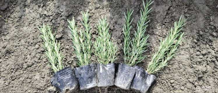 高度20厘米迷迭香