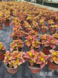 高度15厘米彩叶草