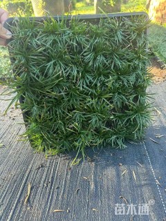 高度25厘米矮小沿阶草