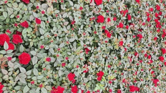 高度25厘米欧洲月季