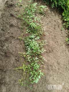 高度30厘米南天竹小苗