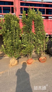 高度130厘米北海道黄杨