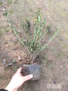 高度30厘米常绿灌木-->龟甲冬青
