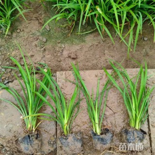 高度16厘米金娃娃萱草