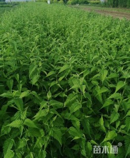 高度40厘米棣棠