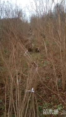 高度120厘米丛生紫薇