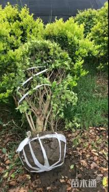 冠幅80厘米金森女贞球