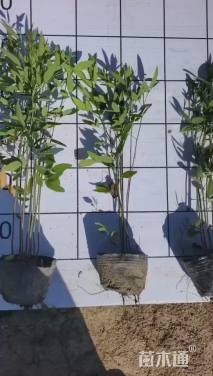 高度45厘米伞房决明