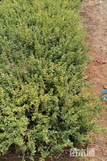 高度30厘米六月雪