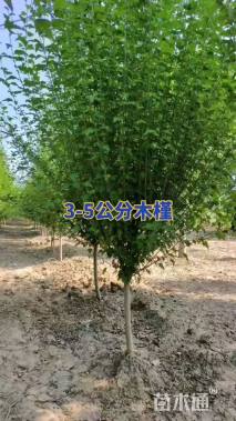 高度250厘米木槿