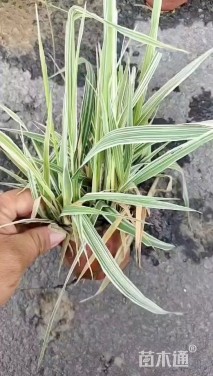 高度15厘米玉带草