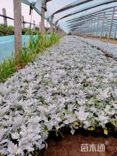 高度10厘米银叶菊