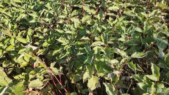 高度120厘米红瑞木