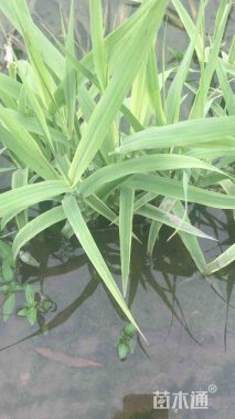 高度15厘米花叶芦苇