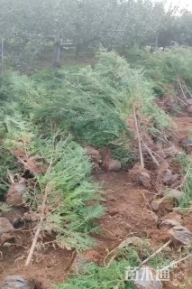 高度70厘米侧柏小苗