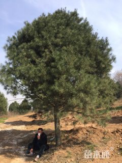 高度600厘米白皮松