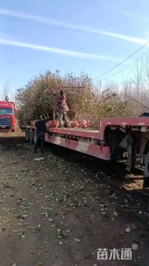 高度500厘米木绣球