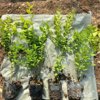 高度55厘米金叶女贞