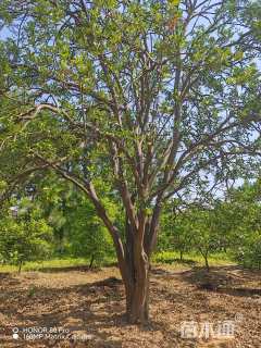 25公分丛生香橼