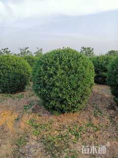 冠幅165厘米大叶黄杨球