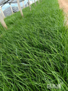 高度20厘米崂峪苔草