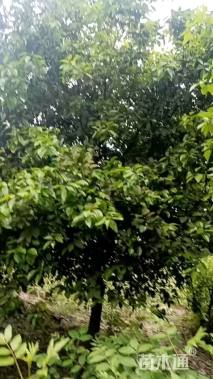 25公分鸡爪槭