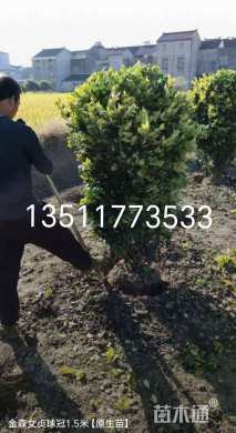 冠幅150厘米金边黄杨球