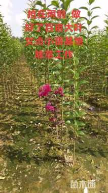 高度50厘米大叶女贞小苗