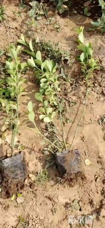 高度50厘米卫矛