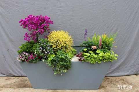 高度15厘米葱兰