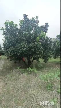 15公分柚子树