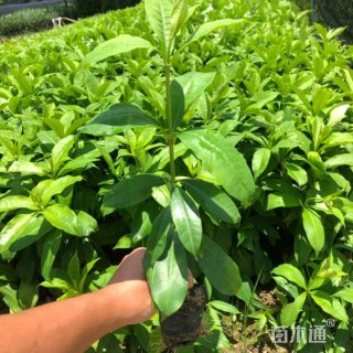 高度30厘米硬枝黄蝉