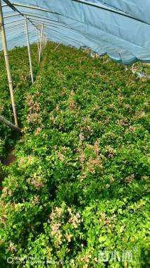 高度30厘米小叶黄杨