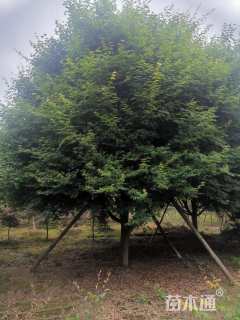23公分鸡爪槭