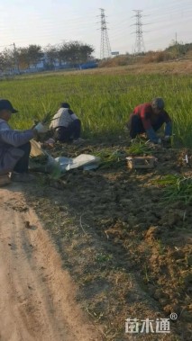 高度25厘米鸢尾