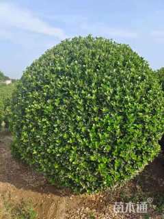 冠幅220厘米大叶黄杨球